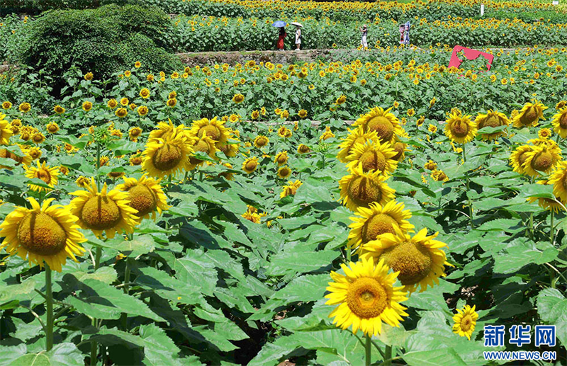 湖北恩施:向陽花海美如畫