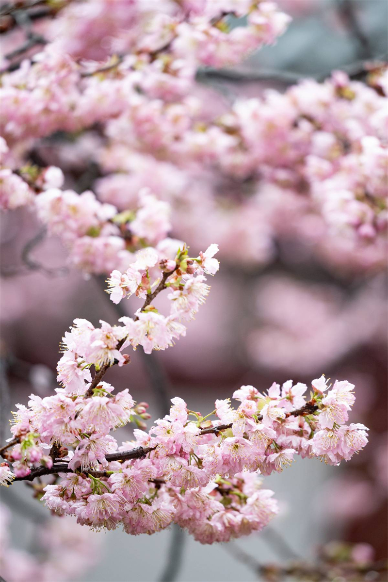 中国樱花集体亮相 武汉东湖樱园正式开园