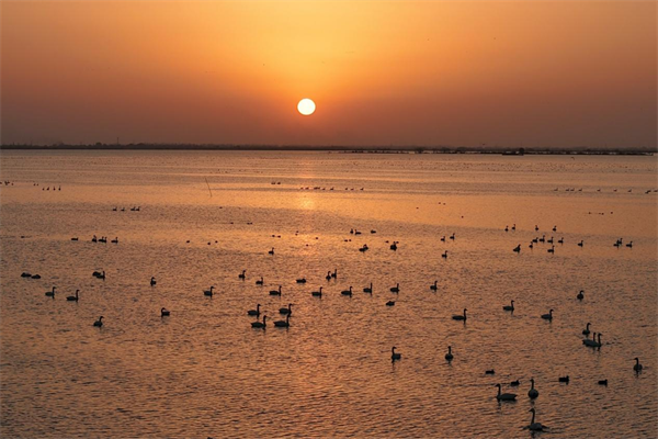 国网孝感供电公司:守护汈汊湖的“地下银线”