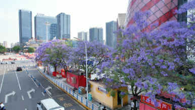 重庆铜梁：蓝花楹盛放 紫色浪漫醉了初夏