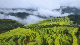 重庆酉阳千氹田：云绕梯田 花海如画