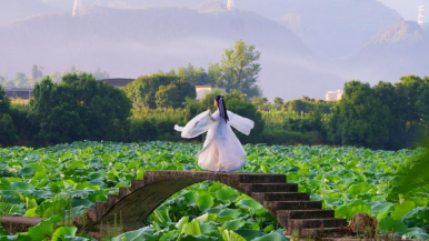 重庆丰都：荷风起时 梦回包鸾