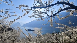 重庆：三峡李花迎客来 巫山曲尺春意浓