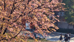 重庆巫山：冬樱花开俏枝头