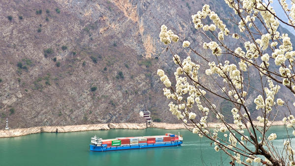 重庆：巫峡花开 春意盎然