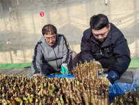 延吉青年生态转型种出反季致富芽：暖棚藏春味 嫩芽变金枝