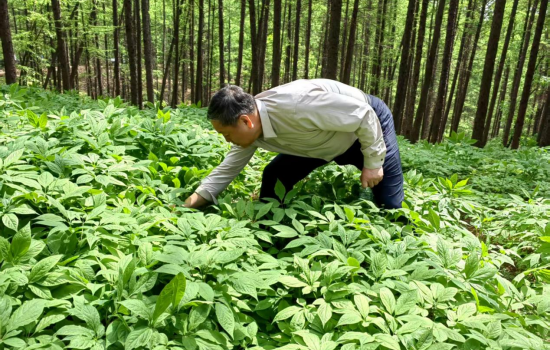 盛夏林间蕴生机 参韵满目绘新景——珲春华瑞参业林下参种植基地奏响夏日活力乐章