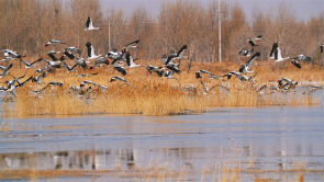 吉林：候鸟归来