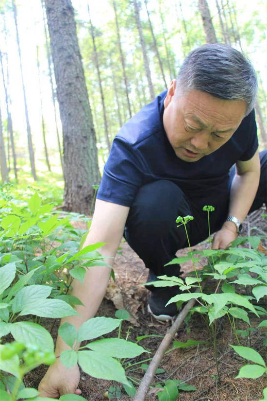 琿春華瑞參業以研發賦能長白山人參品牌新躍升