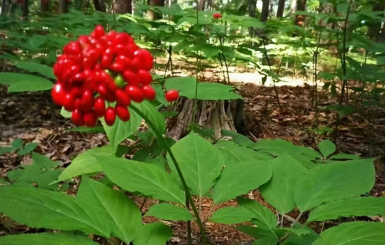 盛夏林间蕴生机 参韵满目绘新景——珲春华瑞参业林下参种植基地奏响夏日活力乐章