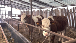 吉林省安图县永庆乡：养好致富牛 拓宽增收路