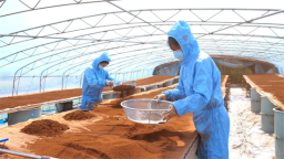 敦化市黄泥河镇做强灵芝特色产业 助推乡村振兴