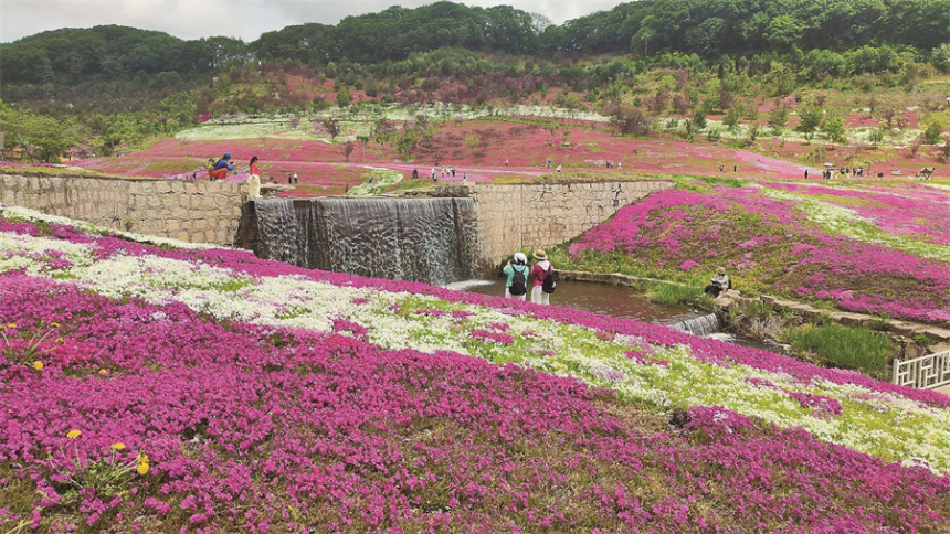 吉林省蛟河市：芝樱花盛放