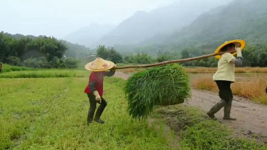 穗港“草”缘一线牵 从化800亩马草基地赋能大湾区马产业