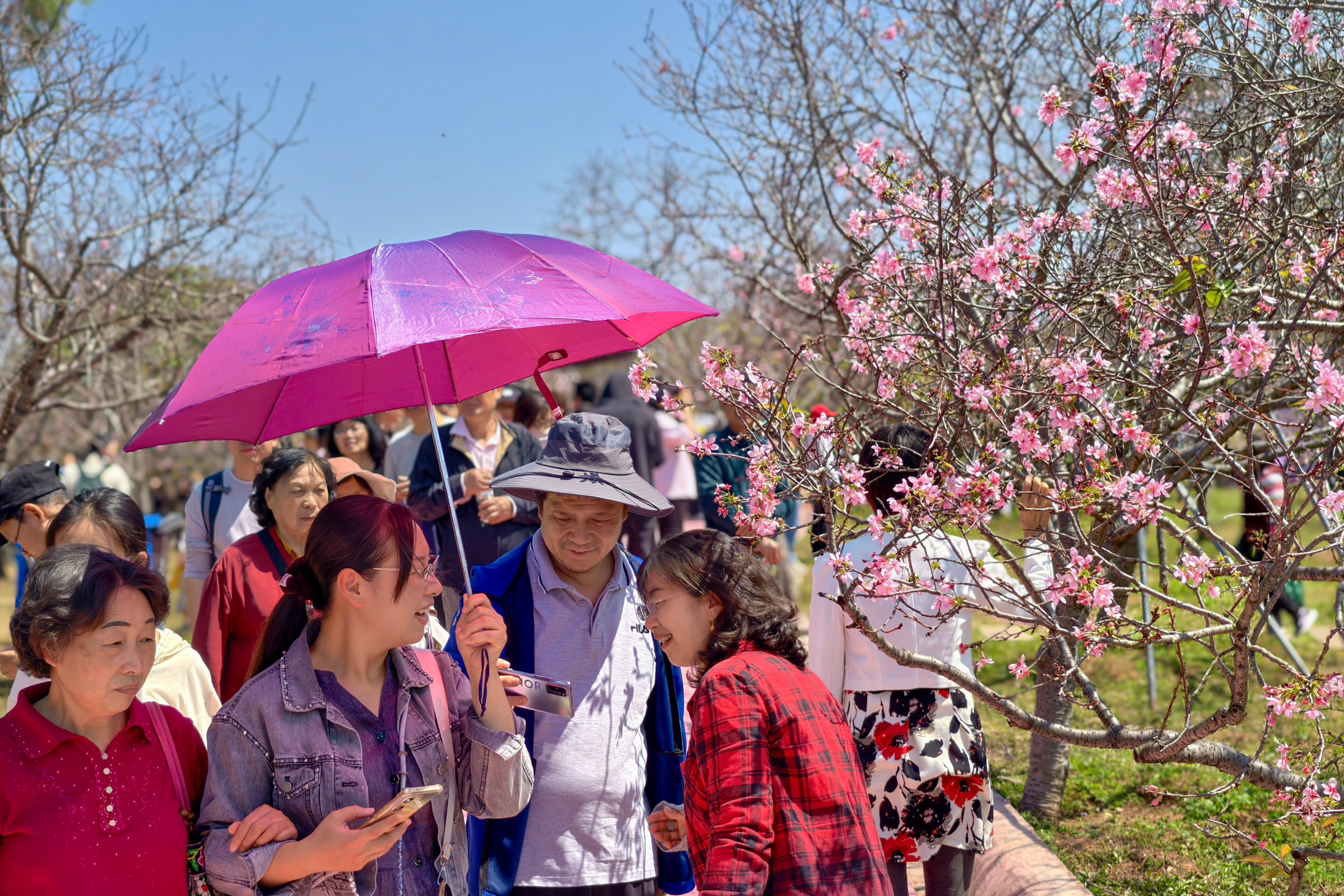 广州南沙第四届樱花节开幕,“花经济”绽放新活力