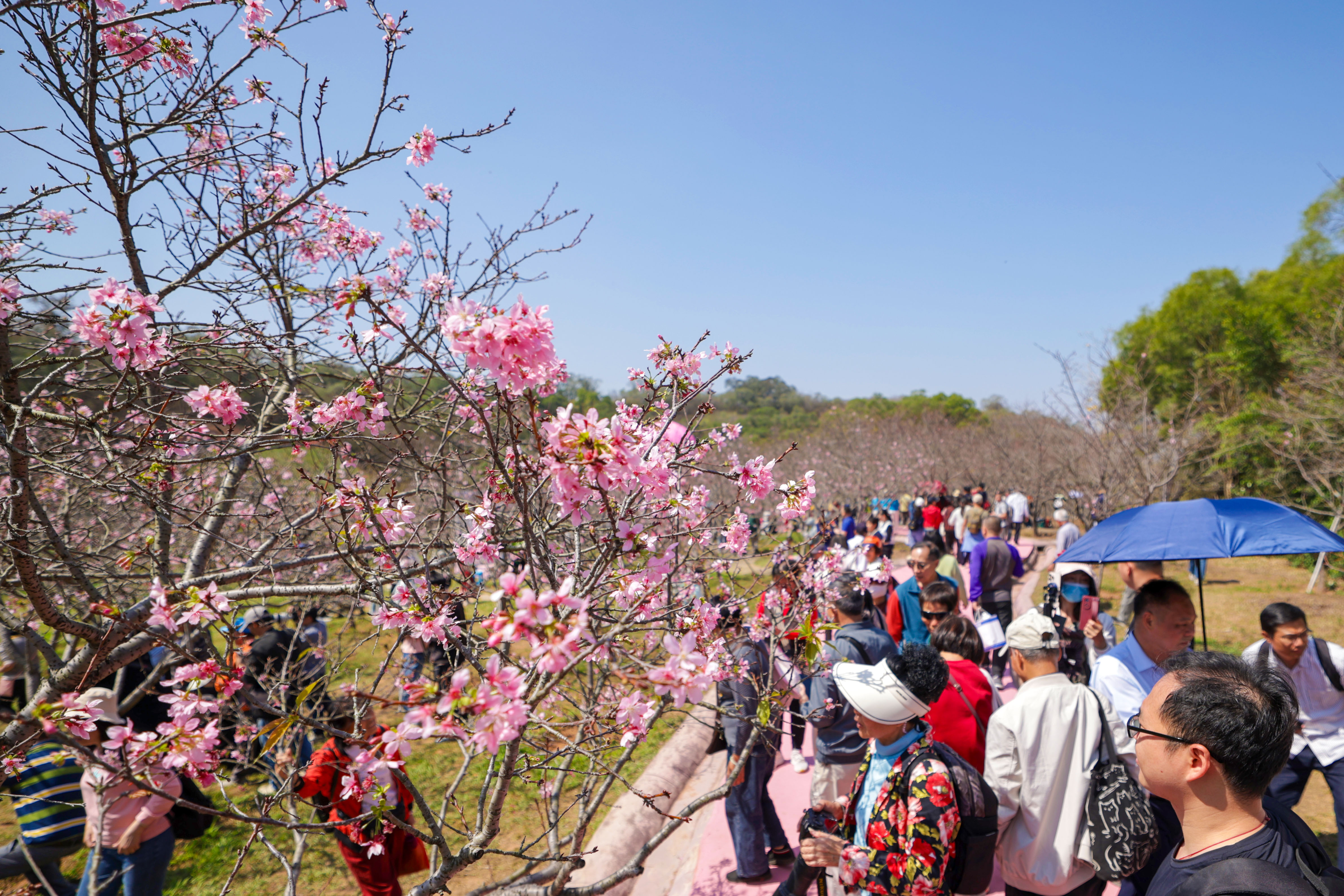 广州南沙第四届樱花节开幕,“花经济”绽放新活力
