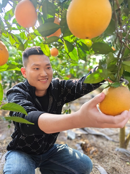 贵州仁怀:“橙”熟采摘乐 硕果累累好“丰”景