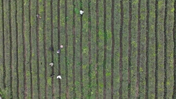 贵州罗甸：春茶采摘正当时 头茬新绿抢“鲜”上市