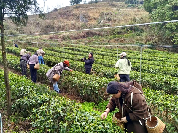 贵州清镇:春茶抢“鲜”开采 茶旅融合铺就强村富民路