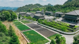 贵州都匀毛尖茶的“基因保卫战”