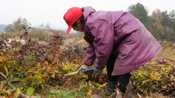 贵州镇远青溪镇：白术喜获丰收 特色产业绘就乡村振兴新图景
