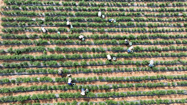 从“矿地焕新”到“绿富双赢” 贵阳清镇市矿山生态修复的实践突破 null