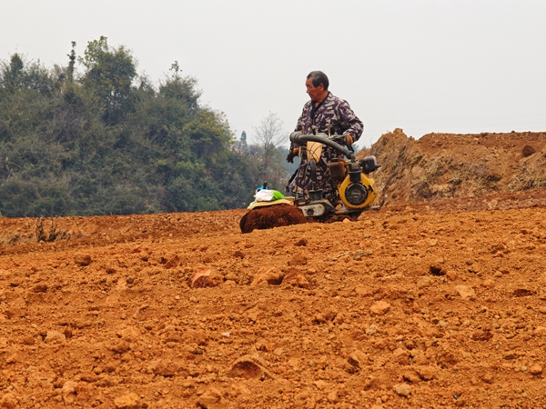 贵州施秉:6万亩太子参抢墒栽种 孕育“参”机盎然