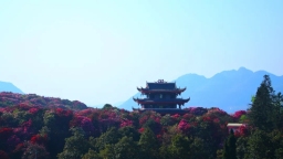 贵州毕节百里杜鹃景区3月10日将进入赏花期