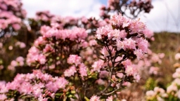 贵州盘州：乌蒙大草原杜鹃初绽放