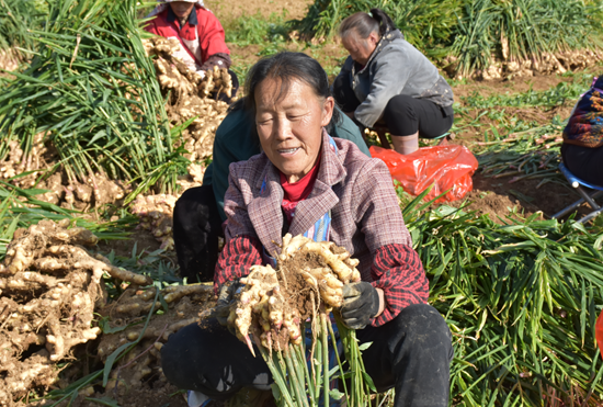 贵州都匀:百亩姜田迎丰收 产值百万促振兴