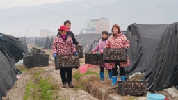 贵州天柱：惊蛰迎丰收 菌菇香飘海内外