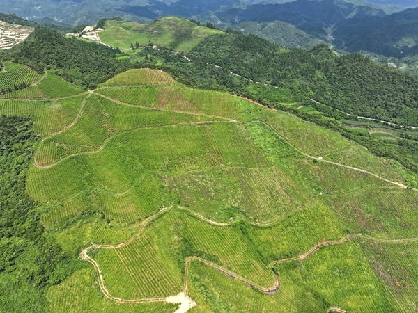 貴州鎮遠金堡鎮:650畝夏茶采收正當時