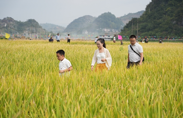 稻香魚躍慶豐收 六盤水市六枝特區供銷系統綜合改革拉開序幕