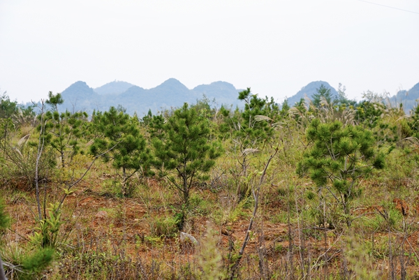 从“矿地焕新”到“绿富双赢” 贵阳清镇市矿山生态修复的实践突破 null