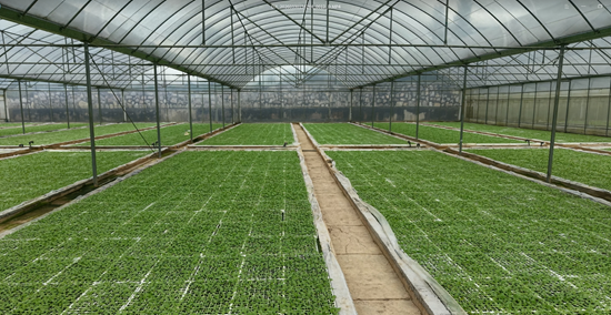 贵州施秉:万亩烟田拓宽致富“黄金路”