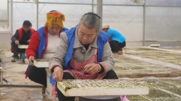 贵州镇远：抢抓农时育苗忙 烤烟产业助增收