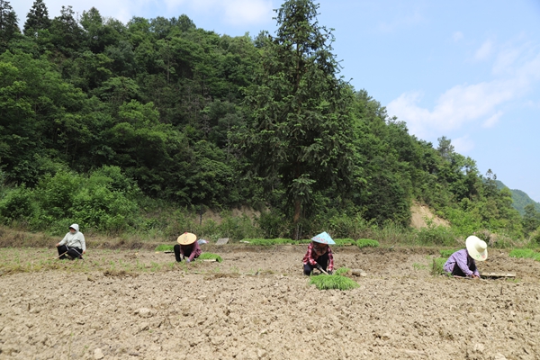 贵州镇远报京乡:小米移栽正当时 田间地头绘“丰”景