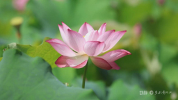 特色避暑产业点亮贵州夏日经济