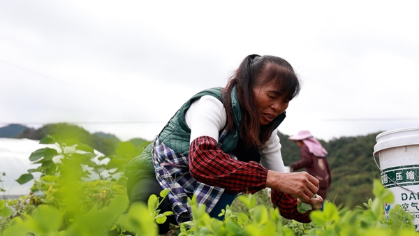 贵州平塘者密头茬豌豆尖直供粤港澳 特色蔬菜“鲜”行大市场 null