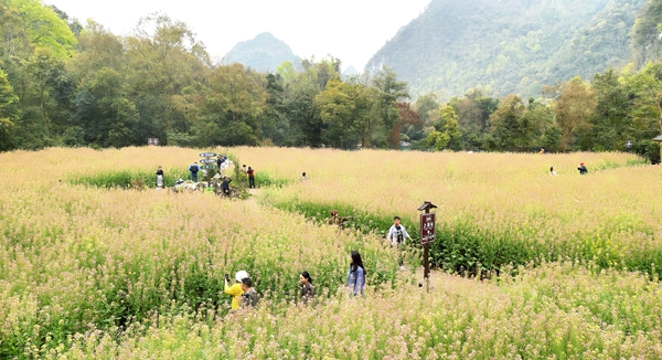游船赏花享春光 贵州荔波小七孔又有新“花样”