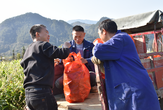 贵州都匀:百亩姜田迎丰收 产值百万促振兴