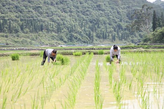 贵州长顺11.85万亩水稻种植接近尾声