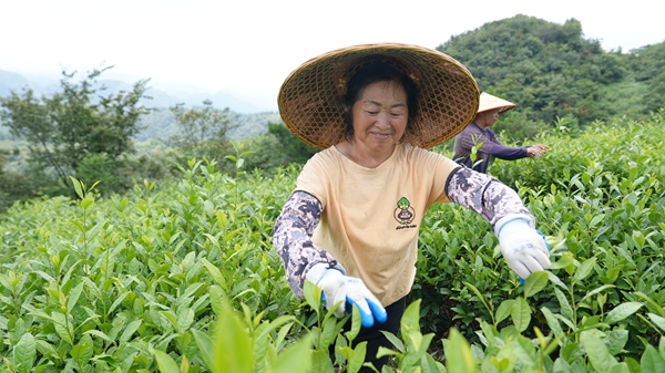 貴州鎮遠金堡鎮:650畝夏茶采收正當時