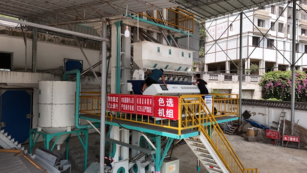 貴州仁懷:備倉待收 護航酒用高粱顆粒歸倉