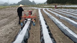 一片“金叶子”的致富经 贵州独山麻尾镇烤烟产业铺就乡村振兴路
