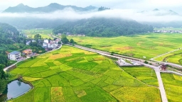 铜仁市碧江区：早稻成熟晚稻管护 机械化助力稳产增收