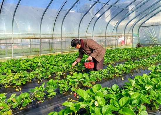 六盘水市水城区玉舍镇头茬草莓抢“鲜”上市