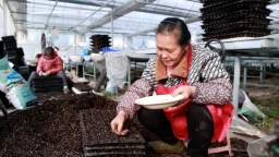 贵州平塘平舟镇：科技赋能辣椒“苗”准丰收