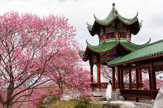 贵州梅园将于1月24日开园 开启2026“花漾高峰 樱你梅丽”赏花季