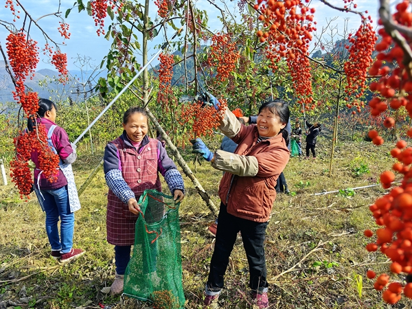 贵州仁怀合马镇:6800亩山桐子喜获丰收